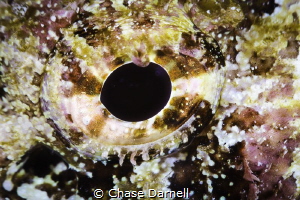 "Focus"
Close-up of a Scorpion Fish eye. by Chase Darnell 
